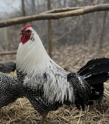 #ad 12 Deathlayer Chicken Hatching Eggs NPIP AI $60.00