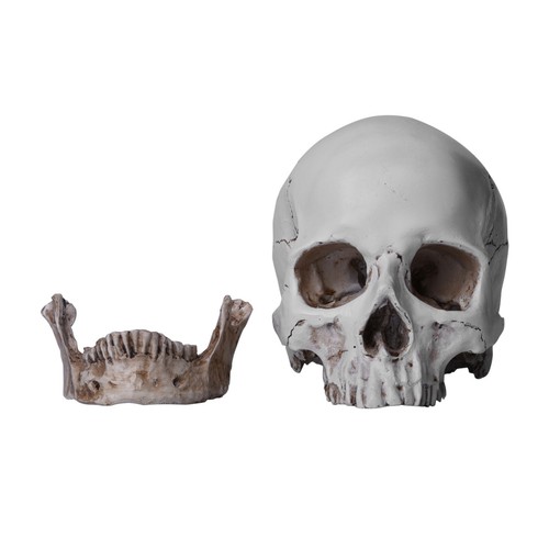 Lifesize Realistic Human Skull Replica Resin Model Anatomical Halloween Decor - Picture 4 of 17