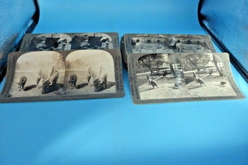 STEREOVIEW FOTOS VERSCH. TIERE 18 VERSCHIEDENE KARTEN - Bild 2 von 2