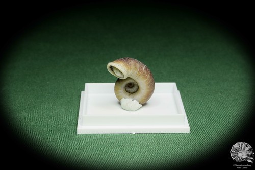 Rhiostoma smithi Südthailand Turmdeckelschnecke rezent Schnecke conch shell Deko - Bild 3 von 6
