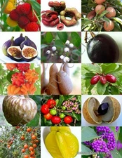 RARE FRUITS MIX sweet edible plant tree fragrant exotic fruit seed pack 15 seeds