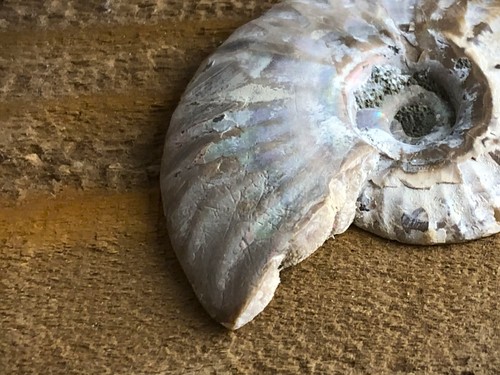 Ammonite Shell Polished Original Fossil 1 ¼” With Stand Helix Madagascar New - 第 7/10 張圖片