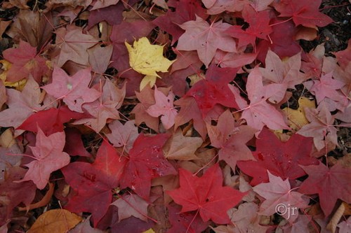 Acero dipinto, Acer truncatum mono (Acer pictum), semi albero (colore autunnale vistoso) - Foto 4 di 12