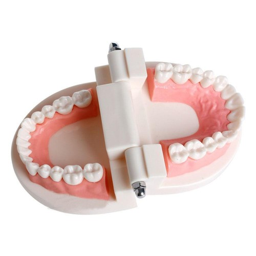 PVC Dental Mold Oral Health Care Standard Tooth Implant Model Dental Appliances - Picture 9 of 10