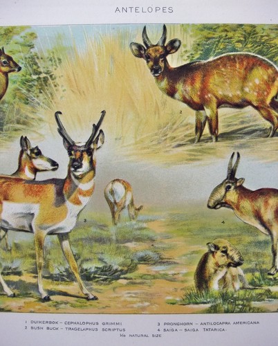 Antelopes - Original 1902 Dated Stone Chromo-Lithograph by Julius Bien. Antique - Picture 2 of 2