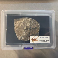 Alamosaurus Extinct Sauropod Huge Dinosaur Bone Fossil in Display Box