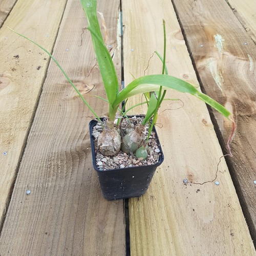 Albuca bracteata - Pregnant Onion - Picture 2 of 3