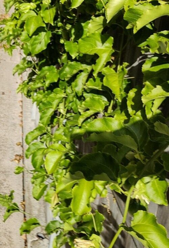 Passionfruit - Organic Seed Grown - Vine 1 X Yellow Passionfruit Plant Seedling - Bild 8 von 8