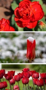 Schon im Herbst pflanzen 15 Zwerg Narzissen Osterglocken Mix Blumen Zwiebeln Schon im Herbst pflanzen 15 Zwerg Narzissen Osterglocken Mix Blumen Zwiebeln