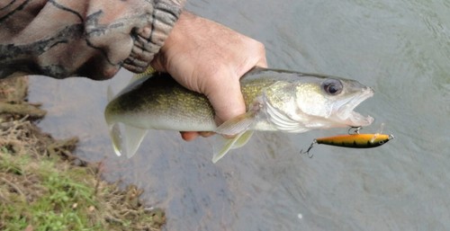WOBBLER RAPALA ORIGINAL FLOATER 9cm/5g F - Live Ayu (Köder für Hecht, Barsch, Fo - Bild 3 von 3