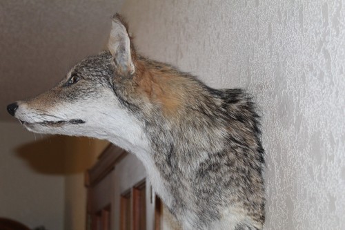 Coyote Head Mount Taxidermy Whitetail Deer Antler Mule Hunt - Picture 5 of 9
