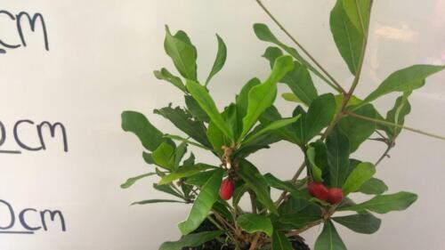 MIRACLE BERRY FRUIT TREE (ALREADY FRUITING) Synsepalum dulcificum - Picture 6 of 9