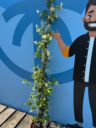 Jazmín toscano - Trachelospermum Jasminoides - planta trepadora - 120 cm - Imagen 5 de 7