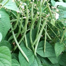 Top Crop Green Bean Seeds  AAS Winner Heirloom Vert Vegetable Seed Fresh 2025