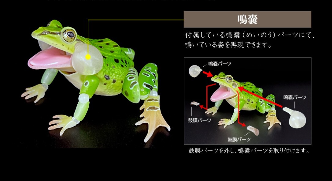 Black-spotted Pond Frog Figure Set of 4 Bandai Creature