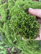 Fresh Live Moss Hypnum Cupressiforme