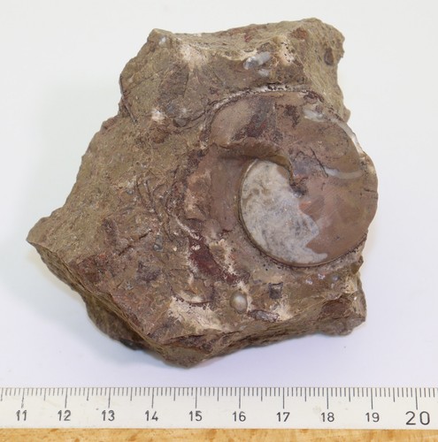 Goniatit, Acrimeroceras falcisulcatum, Devon, Dar Kaoua, Tafilalt, Marokko-L689 - Picture 4 of 4
