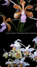 NEW HYBRID V perplexa x Paraphalaenopsis serpentilingu Fragrant Orchids Seedling