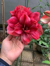 Pretty Imported Double Amaryllis Lily Feded Magneta Flower Bulb Pack Of 3 Bulb