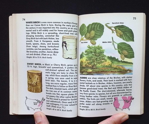 Trees : A Guide to Familiar American Trees : A Golden Nature Guide by H. S. Zim - Picture 17 of 20