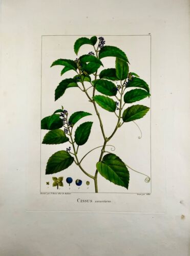 1803 Cissus antarticus [
