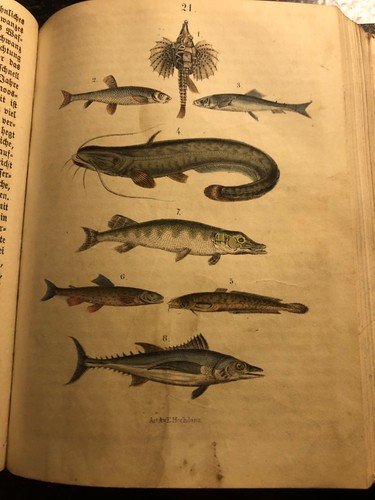 A.E. Hochdanz Buch mit 27 Farblitho Tafeln ca. 1860 Fische Käfer Pflanzen - Bild 2 von 15