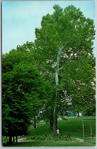 New Lexington Ohio 1961 Postcard Ancient Tree Sycamore - Picture 1 of 2