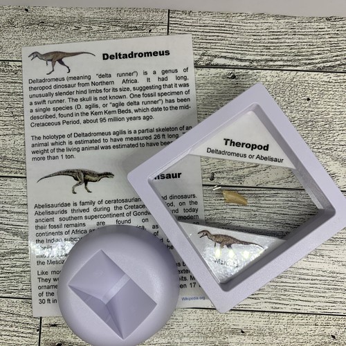 Deltadromeus oder Abelisaurier ausgestorben Theropode Dinosaurier Zahn Fossil im Etui - Bild 3 von 8