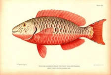 "RED PARROT-FISH, LORO COLORADO" Antique Hawaiian Reef Fish lithograph 1905