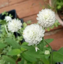50+ White Globe Amaranth Flower  Seeds(Gomphrena Globosa/Makhmali/Vadamali/)