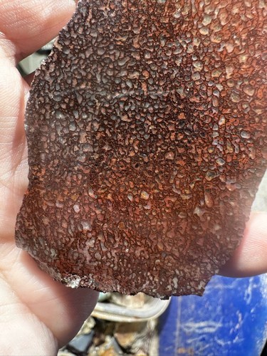 Dinosaur gem bone rough **hxtled slab. - 第 8/11 張圖片