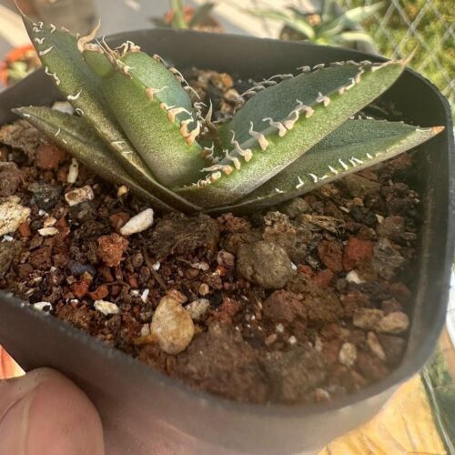 Planta suculenta de cactus de 3-8 cm Agave titanota triste planta de jardín en casa - Imagen 9 de 11