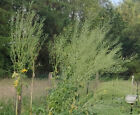 Bild 4 von 4