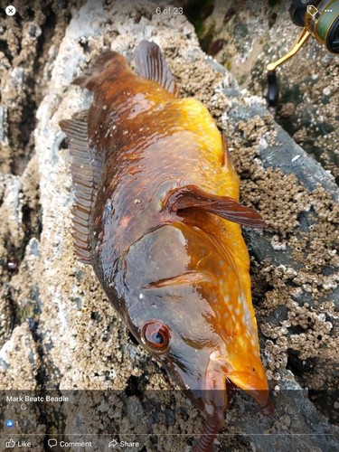 Seefischen Köder Bass Kabeljau Pollock natürlich 4"" duftende Schnecke Wurm weiches Gelee - Bild 6 von 6