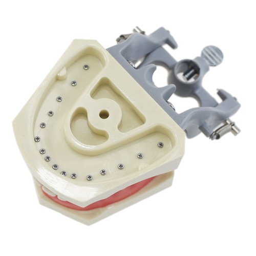 Columbia 860 Type Dental Typodont Model 32PCS Teeth Replacement Exam Pratice - Picture 6 of 22