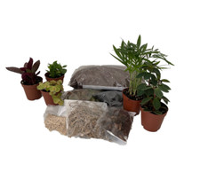 Terrarium Kit with 5 Terrarium Plants in 2" Pots New Product