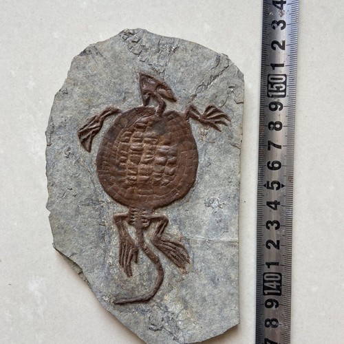 Fósil de Tortuga Real Raro Chino Mejor Triásico Keichousaurus Colección - Imagen 1 de 3