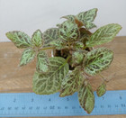 Episcia Silver Dust Plant ~ actual Plant