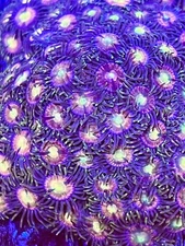 RR Kraken zoas 3+ polyp frag Coral King live coral frag