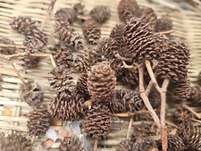 25 Alder Cones Shrimp PH