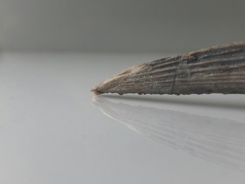 Superb 8 Inch Morphological & Huge - Rare - Sized Fossil Dorsal Shark Spine. - Picture 15 of 24