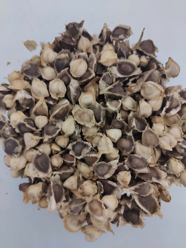 Moringa seeds 180 +, Natural Raw Organic Herb Non-Gmo vitamins immune - Picture 3 of 8