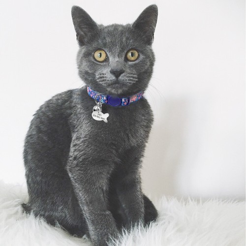 Breakaway Nylon Cat Collar Personalised ID Tag Quick Release Pet Kitty Necklace - Picture 9 of 16