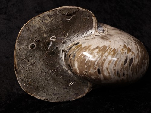 AM47 Ammonit Nautilus Perlboot D 170 mm poliert 2585 g Madagaskar selten - Bild 5 von 9