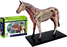 4D Vision Horse Anatomy Model, Horse Skeleton Specimen Model,Detachable 26 Parts