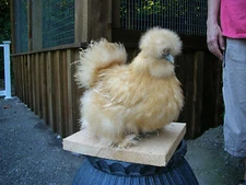 8 Silkie Hatching Eggs Show Quality ( Crested and Bearded with Muffs)