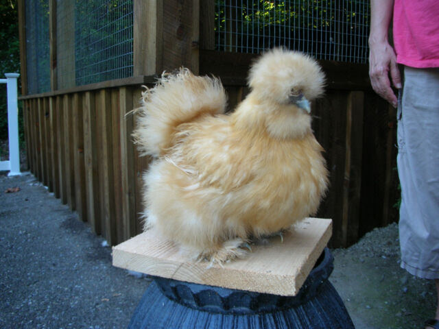 6 2 Extra PURE WHITE SILKIE FERTILE HATCHING CHICKEN EGGS **Free Shipping**
