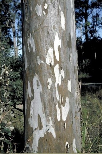 Eucalyptus tereticornis, Forest Red Gum, Blue gum, Red Iron Gum - 20 Se eds - Picture 2 of 8