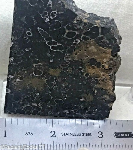 Wyoming Turritella Lapidary Slab 2.4 oz (65 grams) - Picture 4 of 6