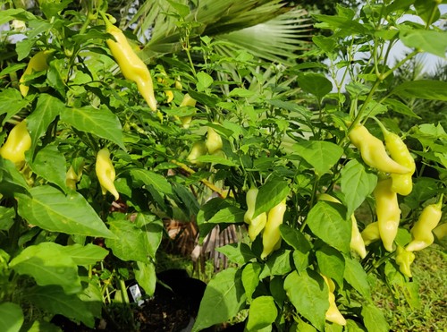 Sugar Rush Peach Pepper Seeds 🇺🇸 USA Grown 🇺🇸 - Picture 2 of 3
